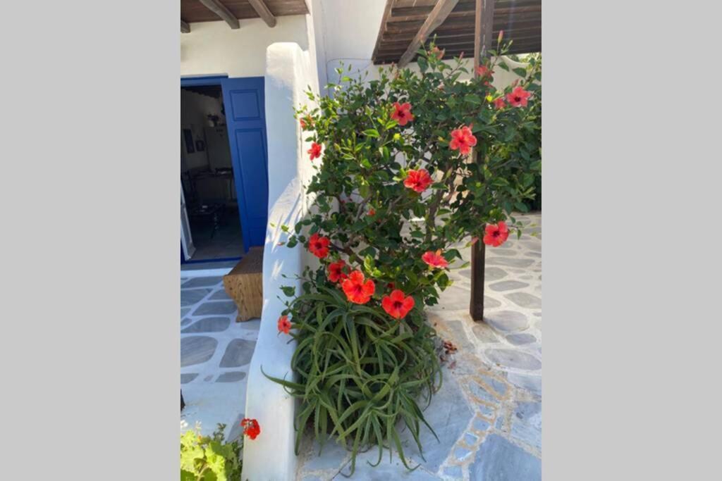Pigeon House Ornos Beach Mykonos Town Extérieur photo